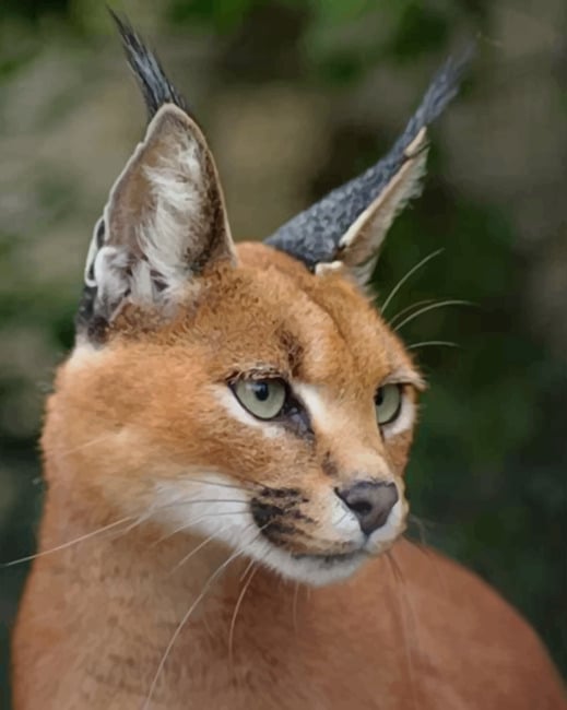 Caracal Cat Face paint by numbers