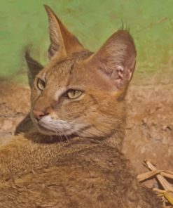 Chausie Cat paint by numbers
