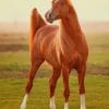 Chestnut Brown Horse paint by numbers