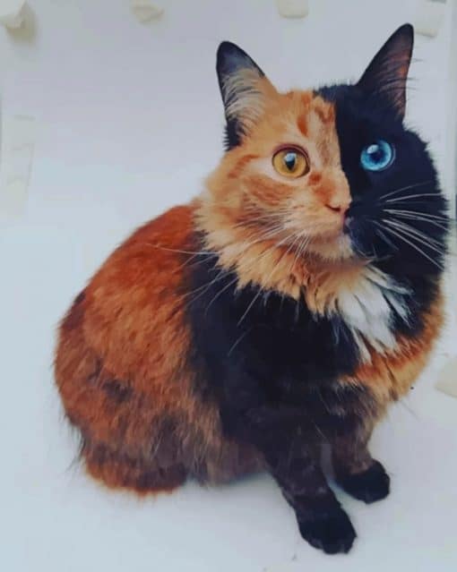 Chimera Cat paint by numbers