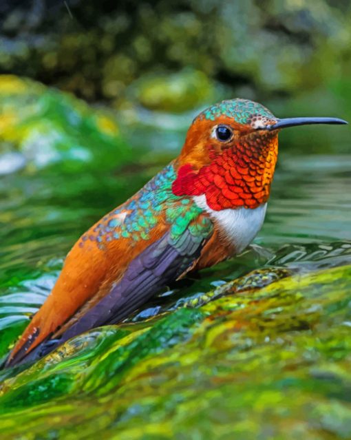 Colorful Hummingbird paint by numbers
