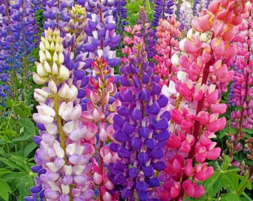 Colorful Lupine Flowers paint by numbers