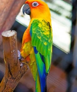 Colorful Parrot Bird paint by numbers