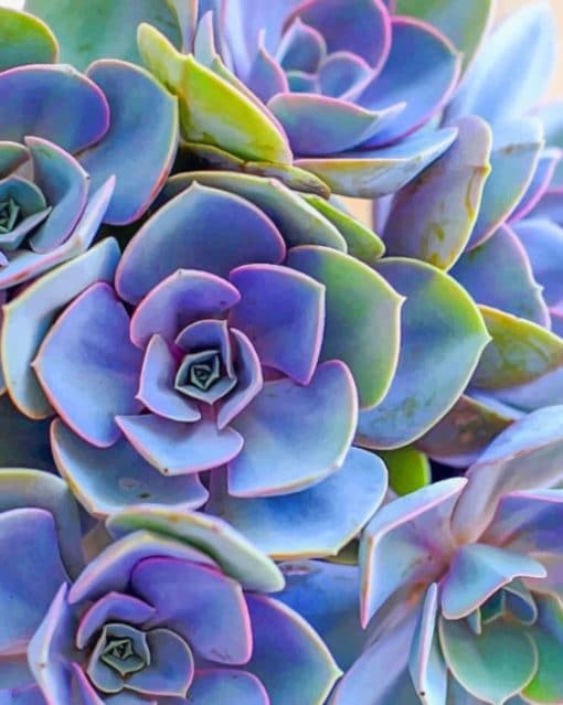 Colorful Succulent paint by numbers