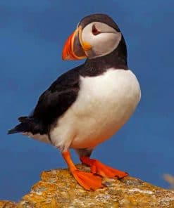 Cute Atlantic Puffin Bird paint by numbers