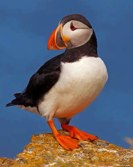 Cute Atlantic Puffin Bird paint by numbers