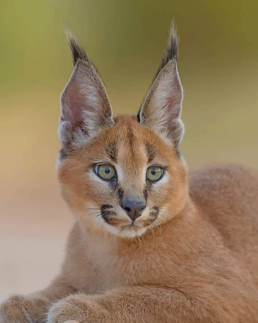 Cute Caracal Cat paint by numbers