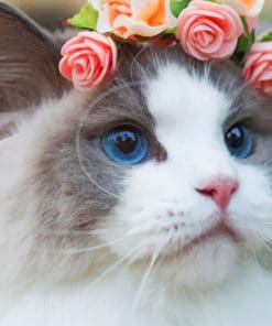 White Cat With Flowers On Head paint by numbers