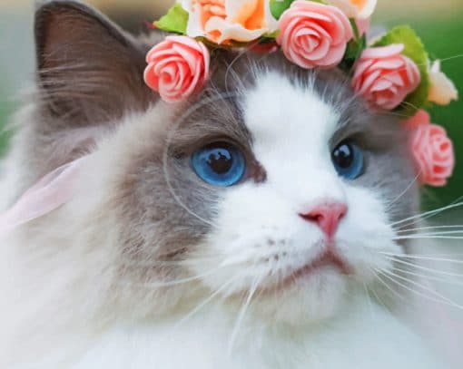 White Cat With Flowers On Head paint by numbers