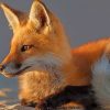 Cute Fox paint by numbers