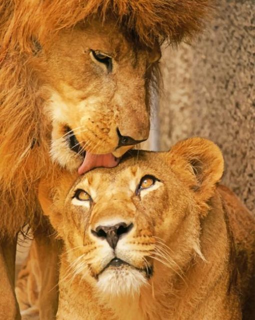 Cute Lion And Son paint by numbers