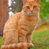 Cute Orange Tabby Cat paint by numbers