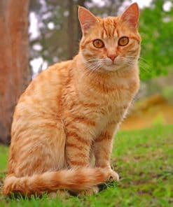 Cute Orange Tabby Cat paint by numbers