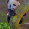 Cute Panda On Tree paint by numbers