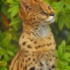 Cute Serval paint by numbers
