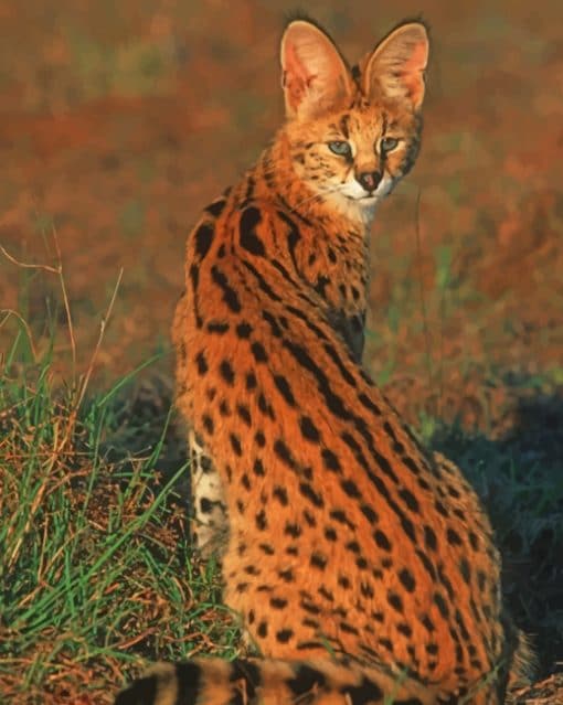 Cute Small Wild Cat paint by numbers