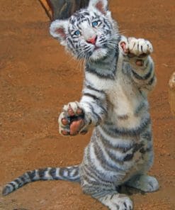 Cute White Tiger paint by numbers