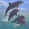 Dolphins Jumping paint by numbers