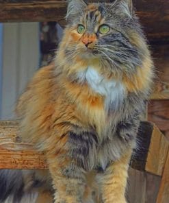 Domestic Long Haired Cat paint by numbers
