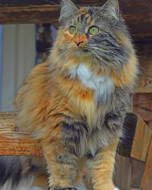Domestic long-haired cat