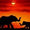 Elephants At The Sunset paint by numbers