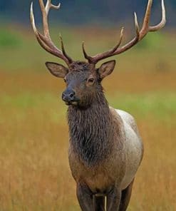 Elk Deer paint by numbers