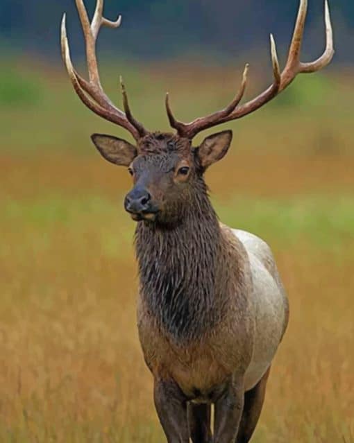 Elk Deer paint by numbers