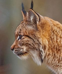 Eurasian Lynx Cat Portrait paint by numbers