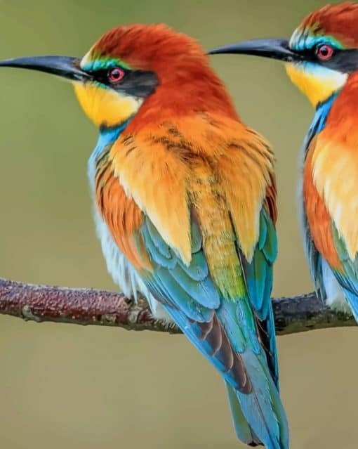 European Bee Eater paint by numbers
