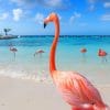Flamingo Birds In The Beach paint by numbers