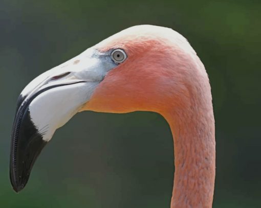 Flamingo With Tropical Color paint by numbers