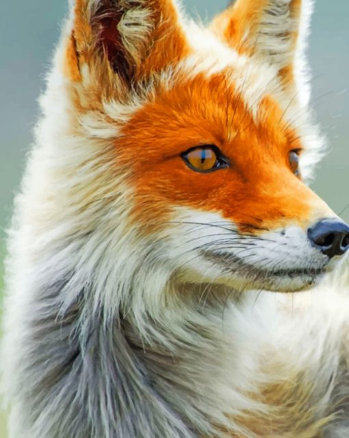 Fox Portrait paint by numbers
