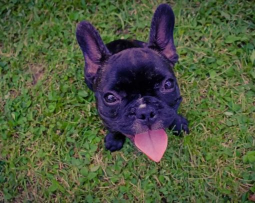 French Bulldog On Grass paint by numbers