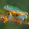 Fringed Leaf Frog On Branches paint by numbers