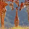Giraffe Family paint by numbers