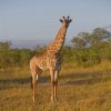 Giraffe On Safari paint by numbers