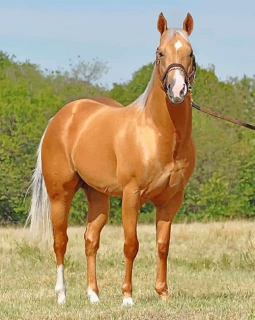 Golden Stallion Horse paint by numbers