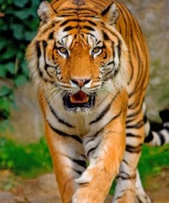 Gorgeous Tiger paint by numbers
