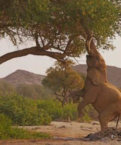 Gray Elephant Climbing A Tree To Eat paint by numbers