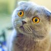 Gray Scottish Fold Cat paint by numbers