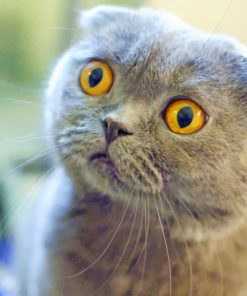 Gray Scottish Fold Cat paint by numbers
