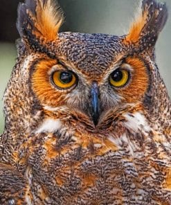 Great Horned Owl Bird paint by numbers