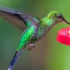 Green Hummingbird Flying paint by numbers