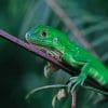 Green Lizard In Tree Branch paint by numbers