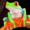 Green Tree Frog paint by numbers