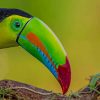 Green Yellow And Red Toucan Bird paint by numbers