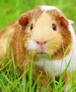 Guinea Pig Cavy Pet Guinea Rodent paint by numbers