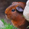 Guinea Pig Rodent Cute Eyes Fur paint by numbers