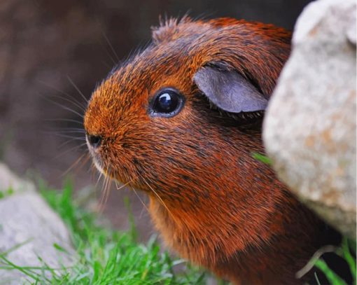 Guinea Pig Rodent Cute Eyes Fur paint by numbers