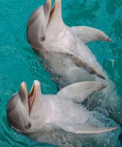 Happy Dolphins paint by numbers